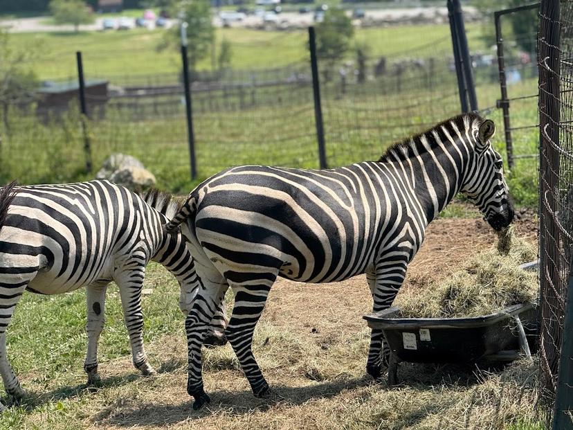 Action Wildlife Foundation