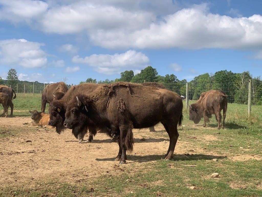 Mohawk Bison