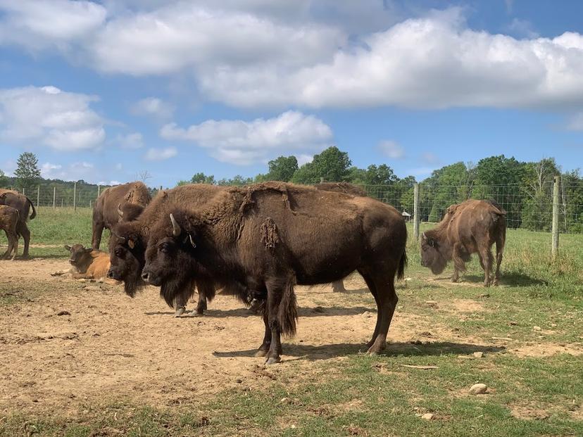 Mohawk Bison