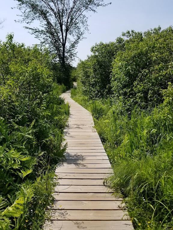 White Memorial- Little Pond Boardwalk Trail