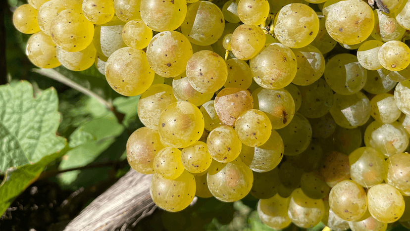 Atwater Vineyards, LLC