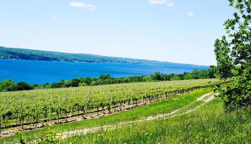 Hector Wine Company